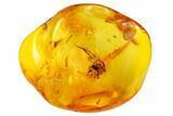 Detailed Fossil Spider (Araneae) in Baltic Amber #159832-1